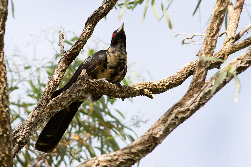 Eastern Koel (Eudynamys orientalis)